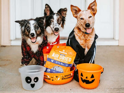 7 Tips To Have A Dog-Safe Halloween