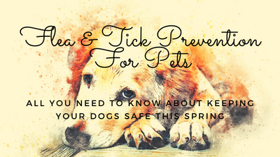 Flea and Tick Prevention For Pets