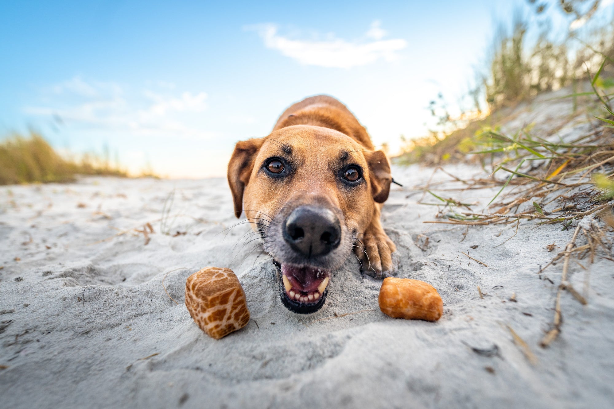Treats & Chews