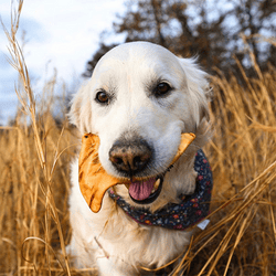 White dog standing in tall grass with a pig ear in their mouth.