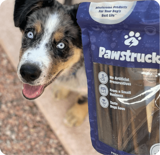 Australian Shepherd dog with blue eyes next to purple Pawstruck dog treat package on carpet