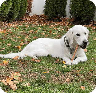 White Labrador dog lying on grass with autumn leaves scattered around, wearing a collar in a park setting.