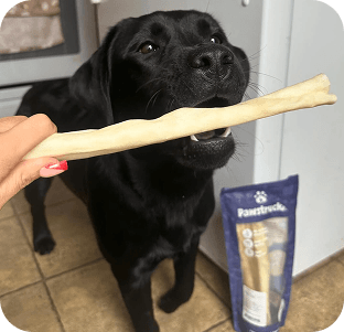 Black pug dog holding a large white bone or chew stick in its mouth, sitting on tile floor next to product packaging