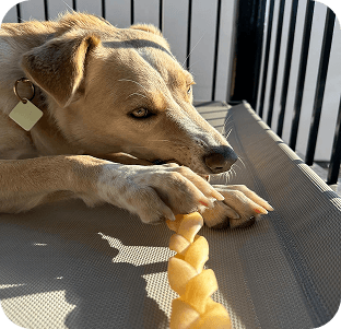 Light brown dog lying on outdoor furniture, holding and chewing a yellow corn cob toy with its paws
