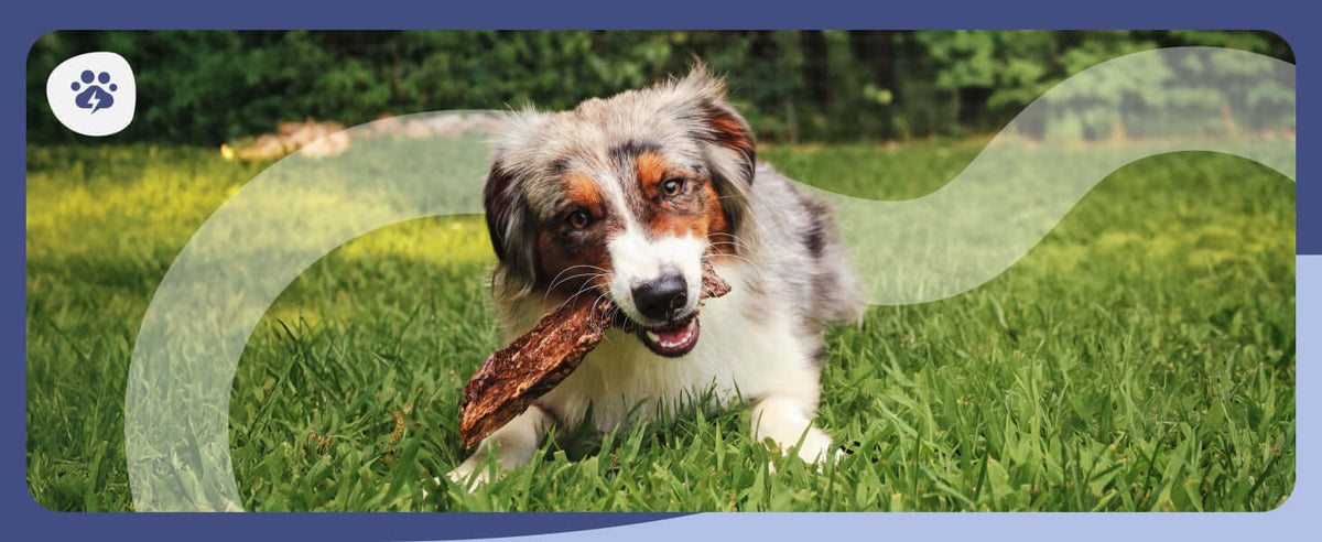 Frequently Barked
Questions