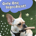 A dog with a Pawstruck Bully Stick in their mouth with the text saying Only one Ingredient