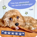 Dog lying on a brown cushion with a blue speech bubble and paw print graphic.