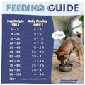 Feeding guide for dogs with a photo of a dog eating outdoors.