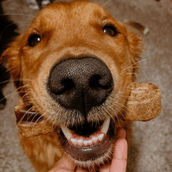 Photo of a Golden Retriever with a Dental Chew in their mouth and a big smile on their face.