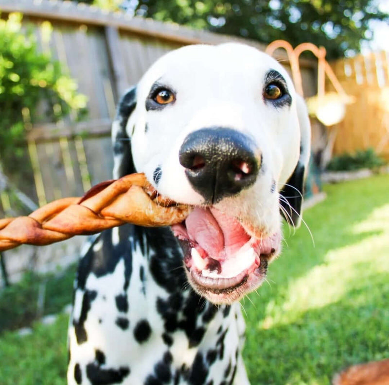 Dalmatian dog holding a braided collagen chew in its mouth in a sunny backyard