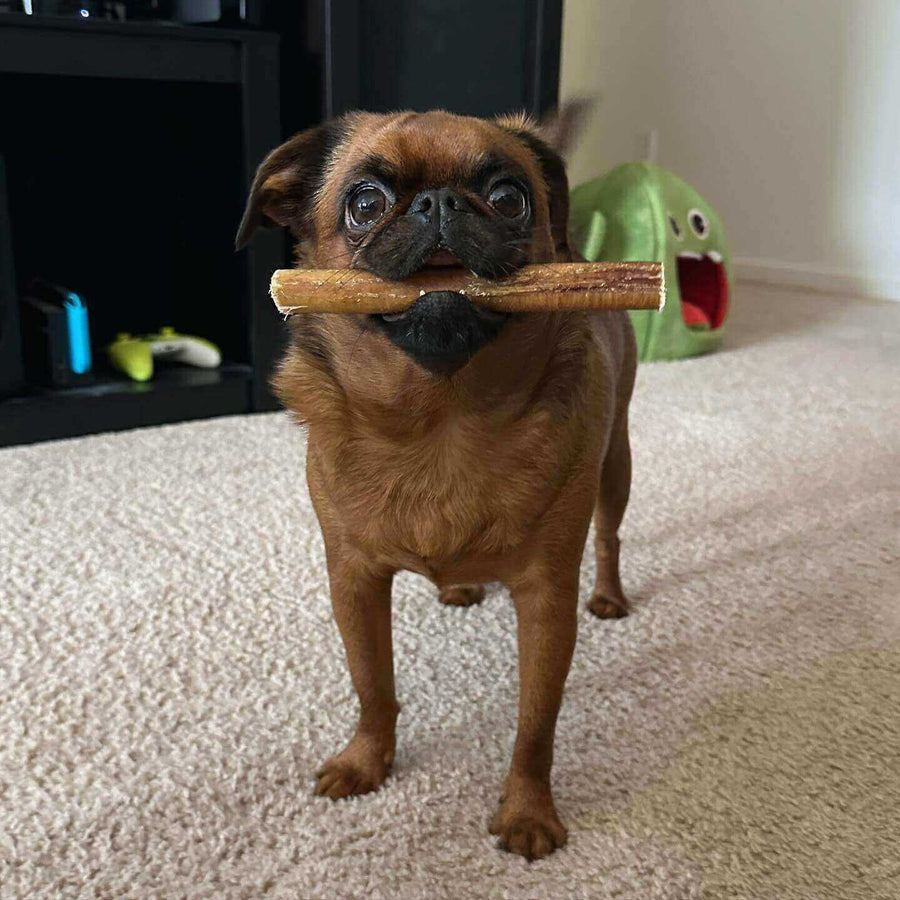 Rawhide Alternatives for Dogs