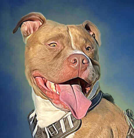 Pawstruck Pet of the Month - Feb '24