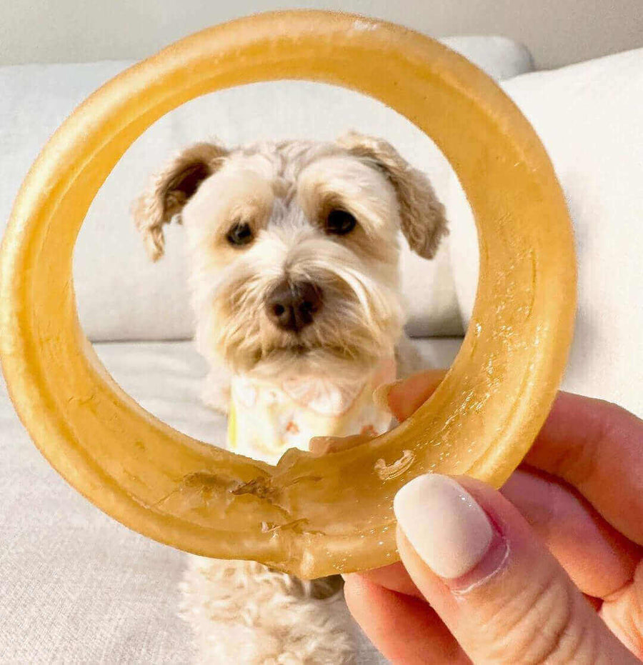 Pawstruck Doggy blog about Five Reasons To Give Your Dog Collagen