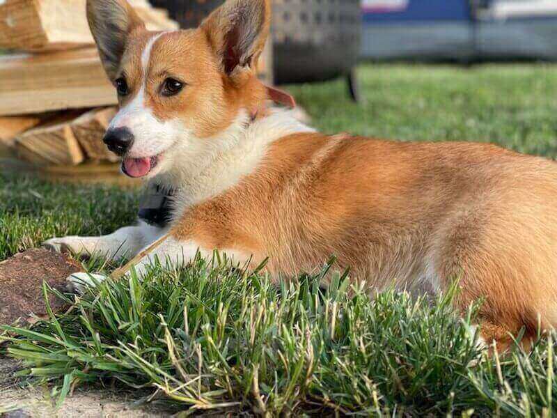 Pawstruck Pet of the Month - Oct '22