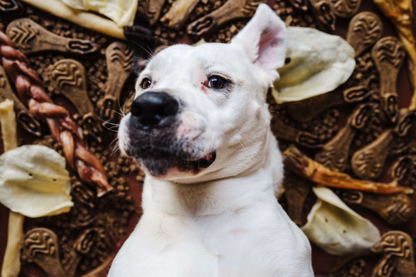 What Is a Bully Stick? A Guide for Pet Parents