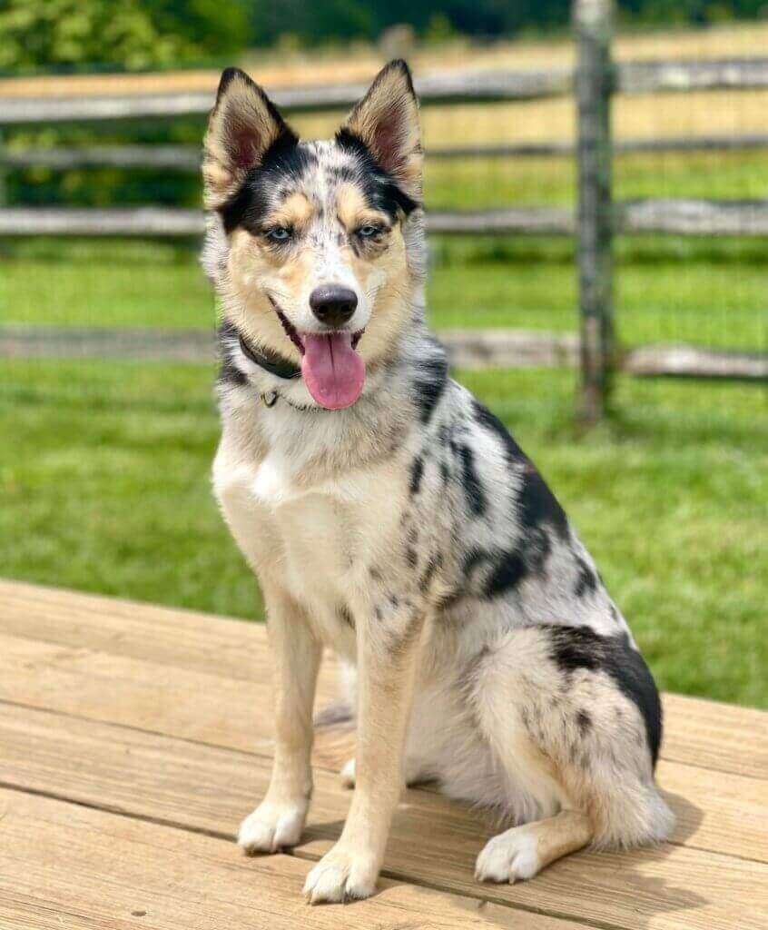 Pawstruck Pet of the Month - Aug '22