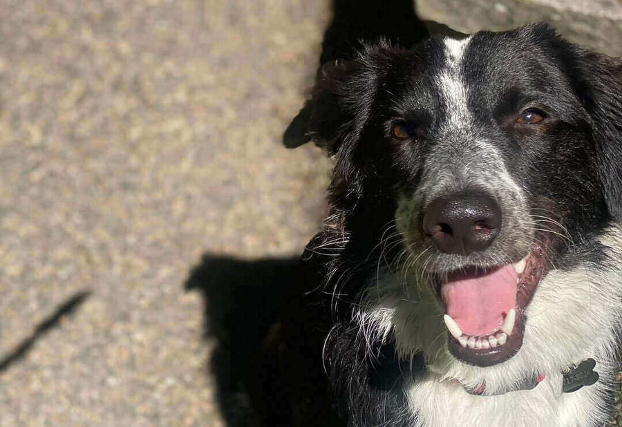 Pawstruck Doggy blog about 5 Types of Foods to Avoid on a Pancreatitis Diet