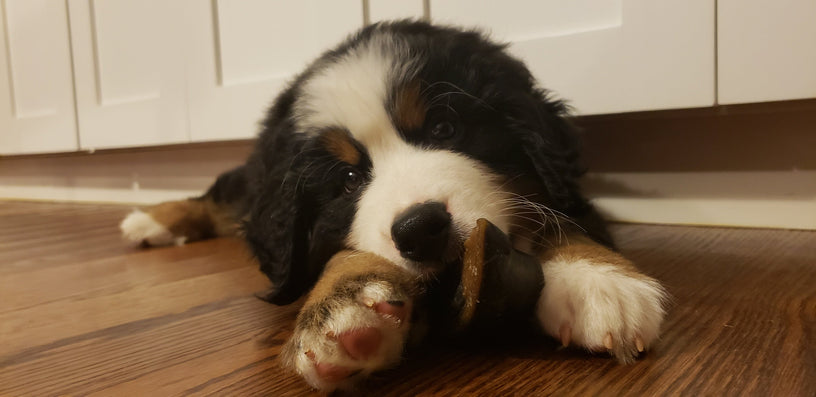 Are Cow Hooves Safe for Dogs? Benefits, Risks, and Smart Chewing Tips