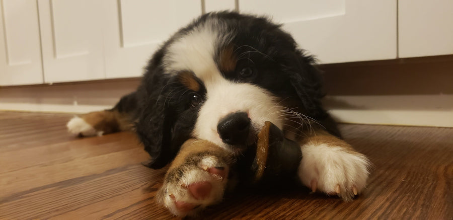 Dog laying on the floor with a cow hoof treat chew