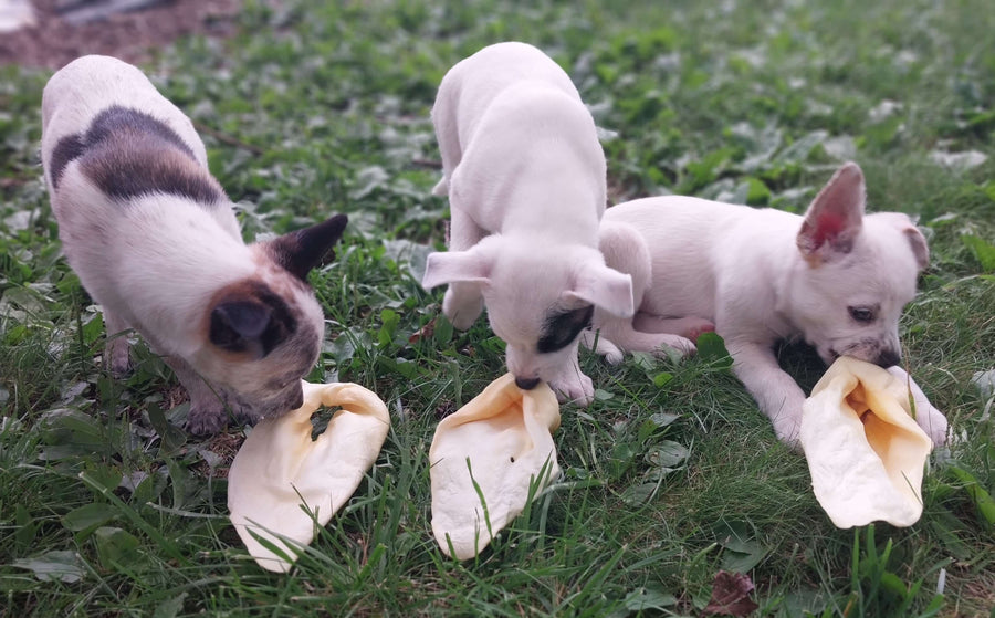 Are Pig Ears Good For Dogs? A Guide to This Popular Treat