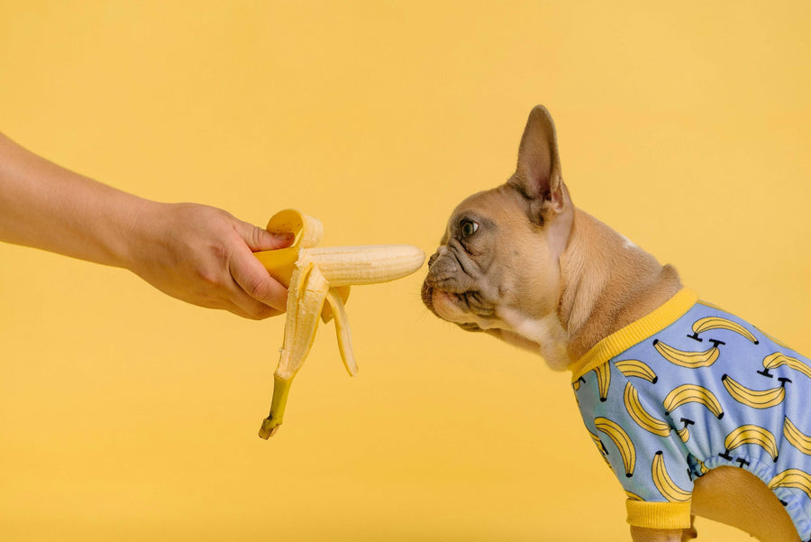 Pawstruck Doggy blog about Can Dogs Eat Bananas? Everything You Need to Know