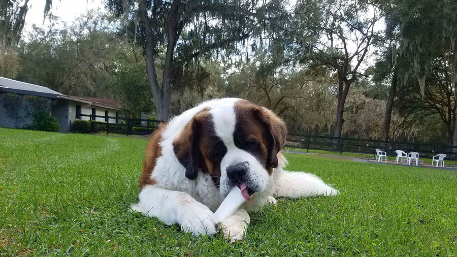 Pawstruck Doggy blog about The Benefits Of Filled Bones For Dogs