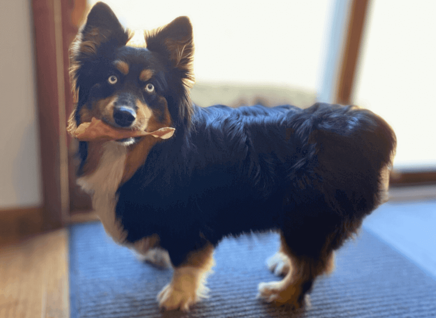 Pawstruck Pet of the Month - Sept '22