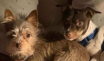 Pets of the Month: March