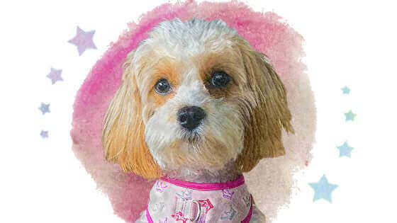 Pawstruck Pet of the Month - May '24