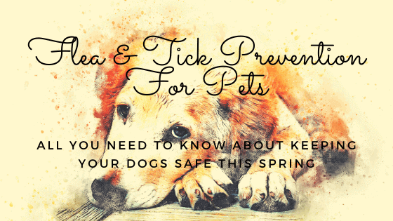 Pawstruck Doggy blog about Flea and Tick Prevention For Pets