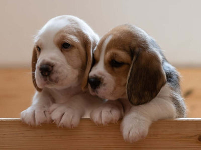 The Top 10 Cutest Puppy Breeds