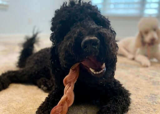 Pawstruck Doggy blog about Benefits Braided Bully Sticks Dogs