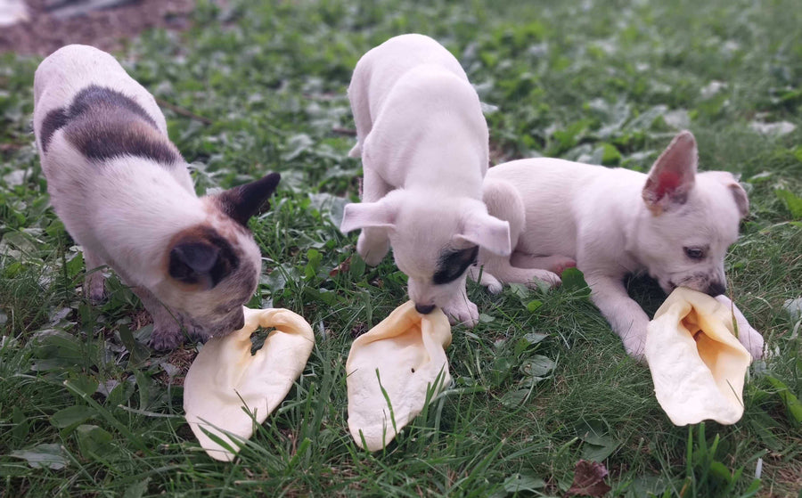 Are Cow Ears Good for Dogs