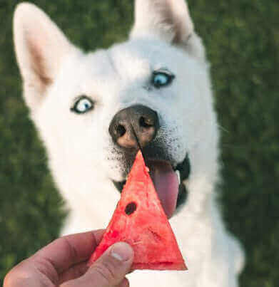 7 Superfood Snacks Recipes For Your Dogs