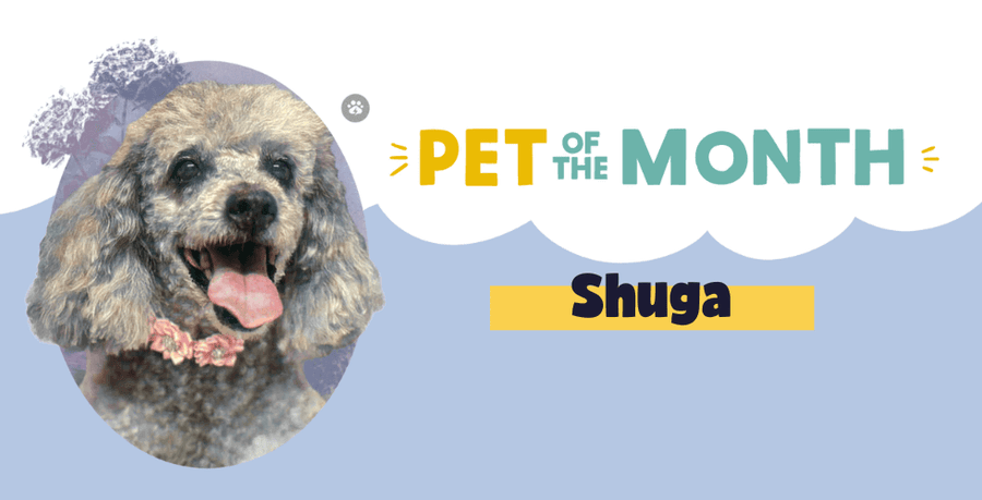 Pawstruck Pet of the Month - Nov '22