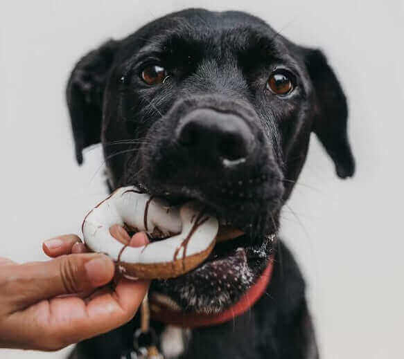 Pawstruck Doggy blog about A Quick Guide To Feeding Human Food To Dogs
