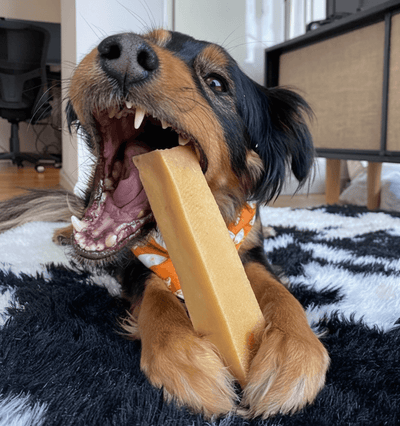 A Guide to High‑Value Dog Treats That Make Training Easier (and Tastier)