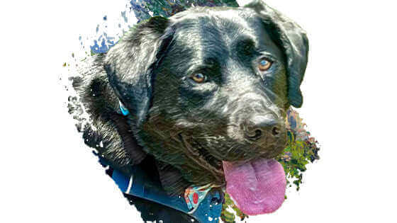 Pawstruck Pet of the Month - July '24