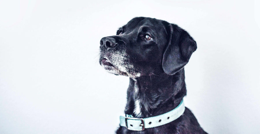 Pawstruck Doggy blog about Care, Compassion and Patience: Tips for Owners of Elderly Pets