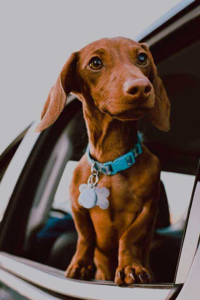 Pawstruck Doggy blog about 10 Favorite Dog Treats For Dachshunds
