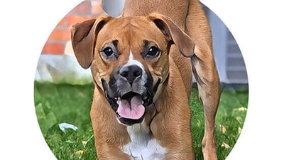 Pet of the Month - May