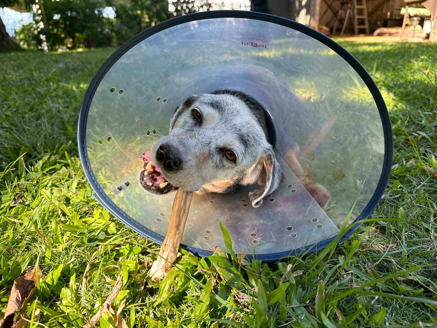 Pawstruck Doggy blog about The ABC's of Dog First Aid