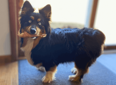 September's Pet of the Month