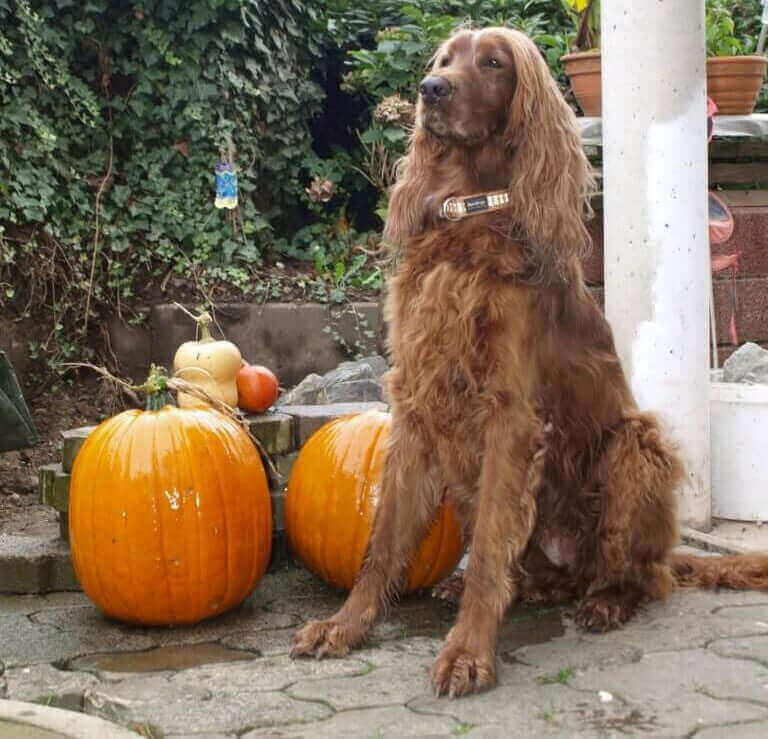 Pawstruck Doggy blog about 10 Best Pumpkin Dog Treat Recipes