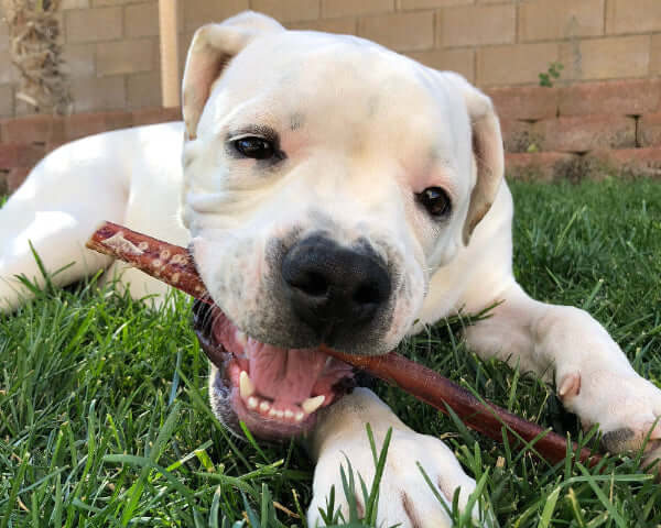 Are Bully Sticks Safe for Dogs?