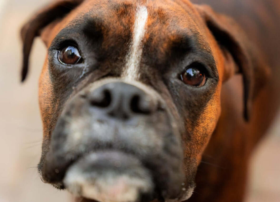 Pawstruck Doggy blog about The 10 Best Treats for Boxer Dogs