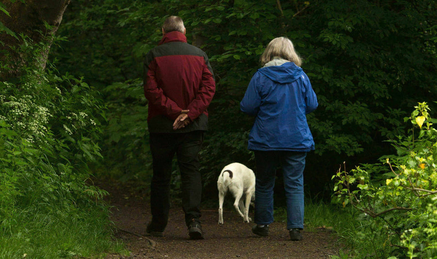 Pawstruck Doggy blog about Best Dog Breeds for Seniors and Retirees