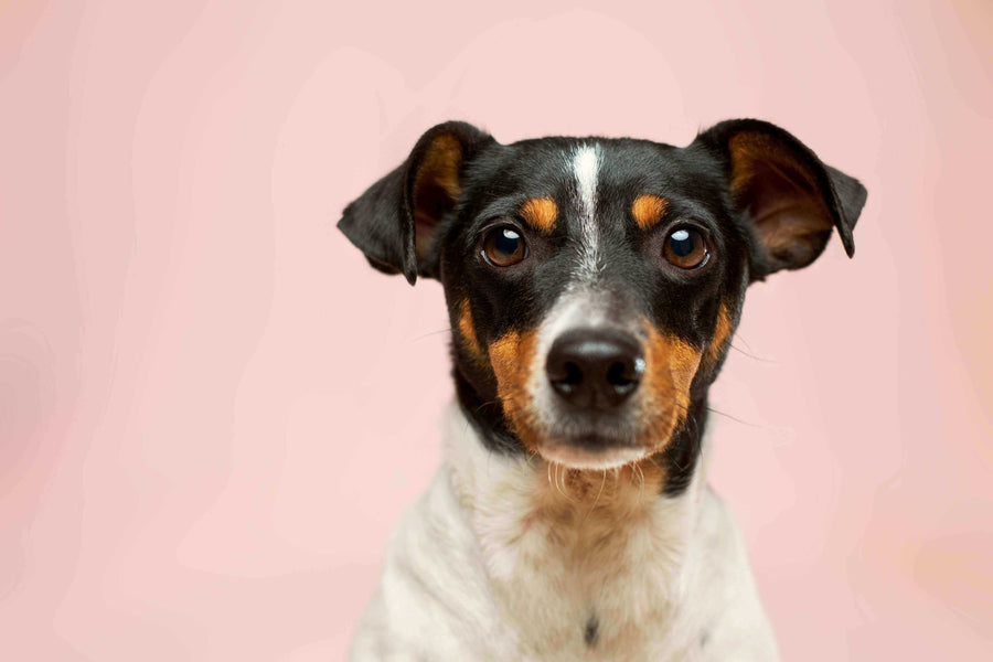 Pawstruck Doggy blog about The Ultimate Guide to Eggs for Dogs