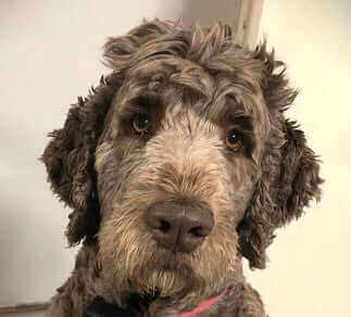 Pets Of The Month: June