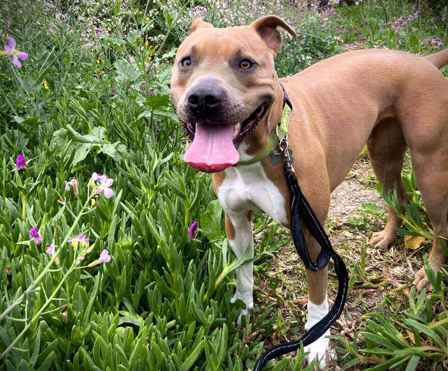 Pawstruck Doggy blog about 10 Best Treats for Pit Bulls